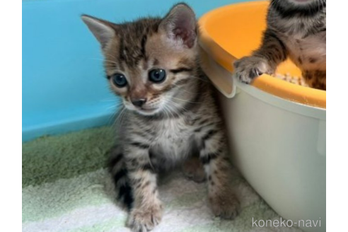 成約済の千葉県のベンガル-54627の5枚目